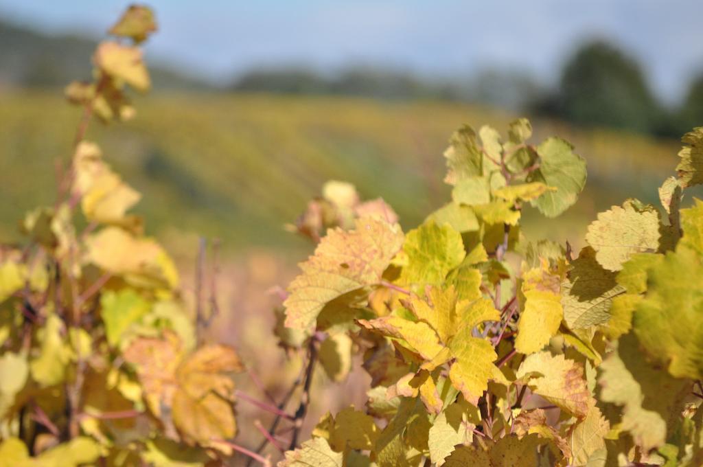 Le Clos De Fernande Corcelles-les-Arts Екстериор снимка